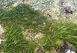 Zostera sp in Mussel Ridge Channel, Birch Island, Maine