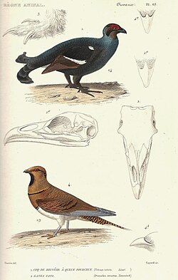 Plate from Le Règne Animal, 1828 edition