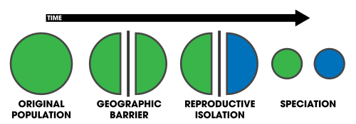 A population becomes separated by a geographic barrier; reproductive isolation develops, resulting in two separate species.