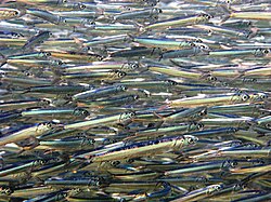 The European anchovy was named Clupea encrasicolus in 1758.