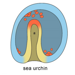 Invagination of the archenteron during sea urchin gastrulation