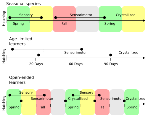 A timeline for song learning in different species. Diagram adapted from Brainard & Doupe, 2002.[89]