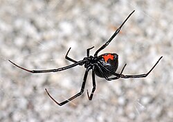 Western black widow spider