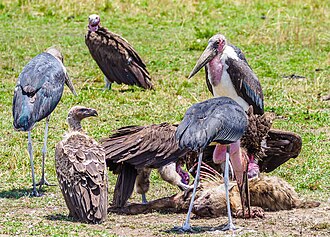 White-backed vulture (Gyps africanus), lappet-faced vultures (Torgos tracheliotos) and marabou storks (Leptoptilos crumenifer) feeding on hyena carrion