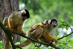 Black-capped squirrel monkeys (Saimiri boliviensis) with infant