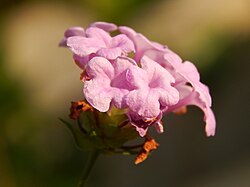 Lantana Violet color from Arecode, Kerala, India