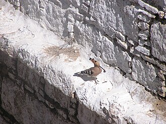 Hoopoe nesting at Ganden Monastery, its crest lowered, Tibet