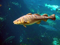 The Atlantic cod was named Gadus morhua & Gadus callarias in 1758.