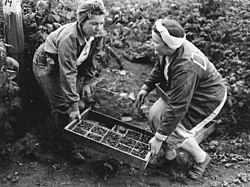 Teenagers harvesting berries in Boring, 1946