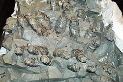 Prismatoolithus levis eggs, which are considered to have been laid by a troodontid