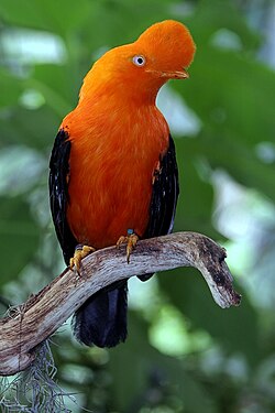 Andean cock-of-the-rock (Rupicola peruvianus) a New World suboscine