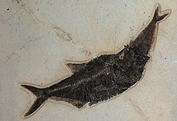 Specimen of Diplomystus swallowing another fish
