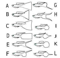 Guppy standards Large strains: A - Veil tail B - Triangle tail C - Fan tail D - Flag tail Sword strains: E - Double sword F - Upper sword G - Lower sword H - Lyre tail Short strains: I - Spade tail J - Spear tail K - Round tail L - Pin tail