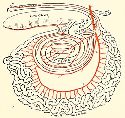 Anatomical diagram of the intestines and anterior mesenteric artery (red) of a bovine; the caecum, colon and terminal colon (rectum) are all different cuts of bovine bung.