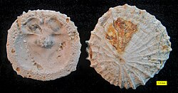 Isocrania costata, Upper Maastrichtian (Upper Cretaceous), Maastricht, The Netherlands
