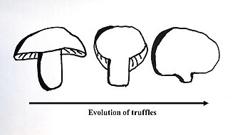 Evolution of subterranean fruiting bodies from above-ground mushrooms