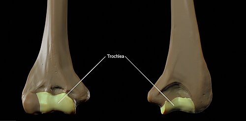 Trochlea of the humerus