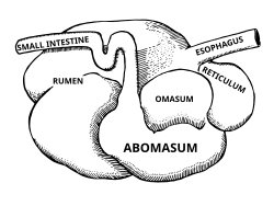 Rough illustration of a ruminant digestive system