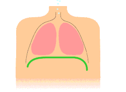Animation of diaphragmatic breathing with the diaphragm shown in green