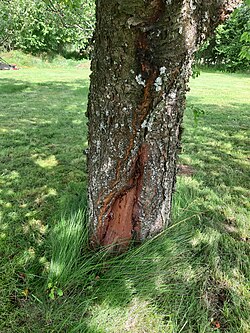 Damaged bark of a cherry tree