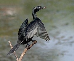 Little cormorant (Microcarbo niger) in Hyderabad, India