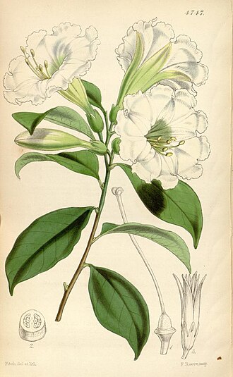 Illustration of Metternichia principis