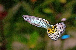 Male yellow cobra guppy