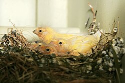 Newly born canary chicks of a few days old