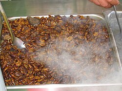 Beondegi, silkworm pupae steamed or boiled and seasoned for taste, for sale by a street vendor in South Korea