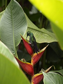 Heliconia species are popular nectar sources for many hummingbirds; here, a green-crowned brilliant (Heliodoxa jacula) visits Heliconia stricta