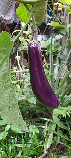 Purple eggplant, ready for harvesting.