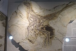 Anchiornis, small feathered anchiornithid dinosaur