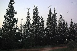 Western Cattle Egret night roosting in Morocco