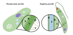 Pellicles of protozoa