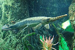 The longnose gar was named Esox osseus in 1758.