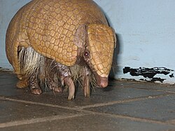 Brazilian three-banded armadillo in Edmonton Zoo