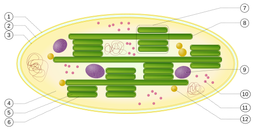 Chloroplast ultrastructure:outer membraneintermembrane spaceinner membrane (1+2+3: envelope)stroma (aqueous fluid)thylakoid lumen (inside of thylakoid)thylakoid membranegranum (stack of thylakoids)thylakoid (lamella)starchribosomeplastidial DNAplastoglobule (drop of lipids)