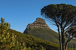 Fynbos in South Africa