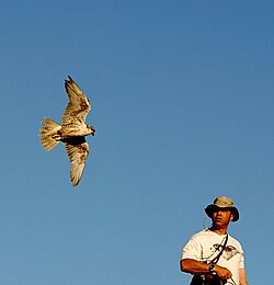 Flying a saker falcon