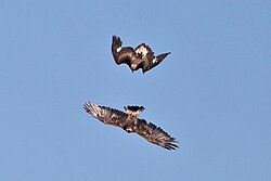 Two golden eagles in an aerial conflict over their home ranges, the upper bird clearly a juvenile.