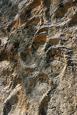 Sauropod footprints