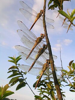 An aggregation of migratory Pantala flavescens dragonflies, known as globe skimmers, in Coorg, India