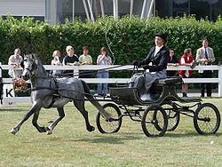 A Welsh pony in fine harness competition