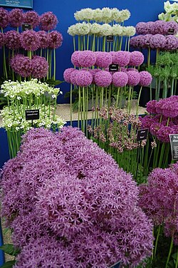 Selection of cultivated alliums displayed at the BBC Gardeners' World Live show