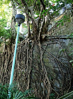 Roots of trees