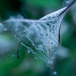 Epilobium hirsutum — Seed head
