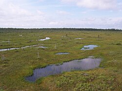 A Sphagnum bog with spruce trees on a forested ridge in Quebec.