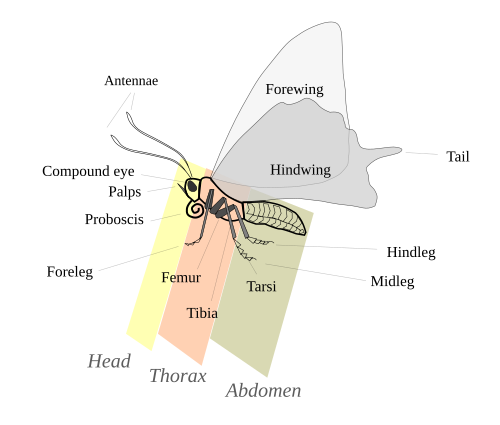 Parts of an adult butterfly