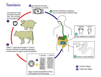 Life cycle of the eucestode Taenia: Inset 5 shows the scolex, which has four Taenia solium, a disk with hooks on the end. Inset 6 shows the tapeworm's whole body, in which the scolex is the tiny, round tip in the top left corner, and a mature proglottid has just detached.