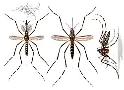 Adults of the yellow fever mosquito A. aegypti: The male is on the left, females are on the right. Only the female mosquito bites humans to transmit the disease.